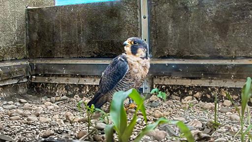 Falcon Cam - Clinton, MI