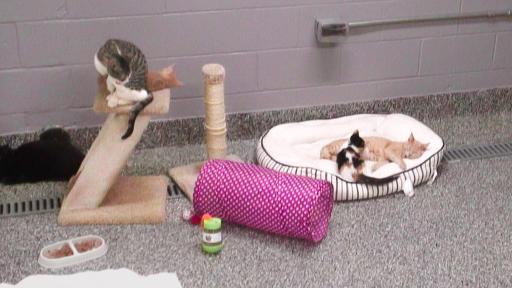 Macomb County Animal Shelter Cam