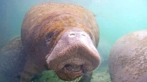 Underwater Manatee Cam
