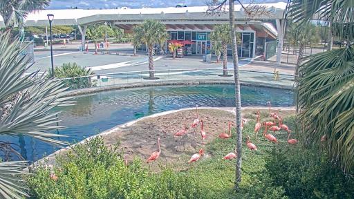 Flamingo Cam