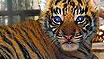 Baby Tiger Cam