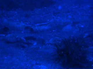 Deep Sea Underwater Cam