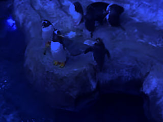 Penguin Cam