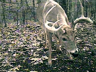 PixController Wildlife Webcam