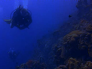 Underwater Webcam Bonaire