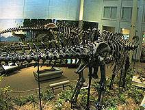 Dinosaurs in Their Time Museum Cam
