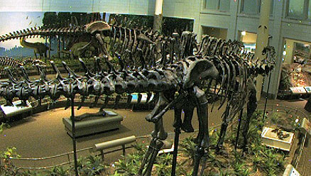 Dinosaurs in Their Time Museum Cam