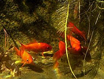 Underwater Pond Cam