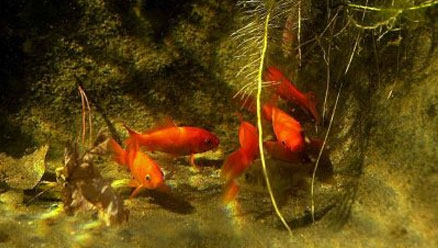 Underwater Pond Cam