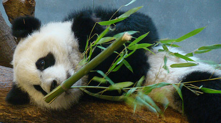 Panda Cam