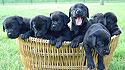 Guide Dog Puppy Cam