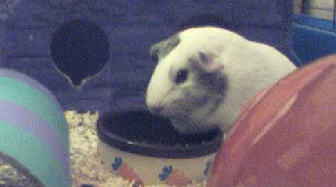 Guinea Pigs Cam