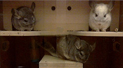 Chinchilla House