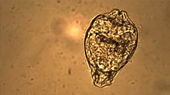 MicroscopeCam