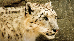 Chattanooga Zoo Snow Leopard