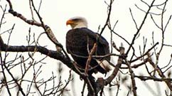 Alcoa Eagle Cam