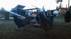 CockaDoodleCam Critter Yard