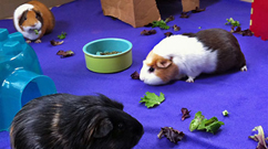 Guinea Pig Web Cams - Happy Cavy Cam