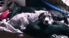 Great Danes - Service Dog Project Puppy Cam