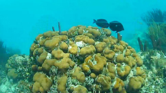Cayman Islands Reef Cam