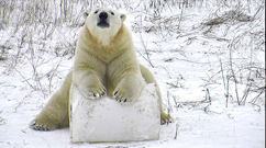 Cochrane Polar Bear Habitat