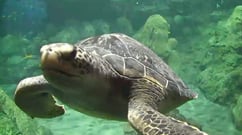 SeaWorld Turtle Cam