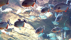 Georgia Aquarium Piranha Webcam