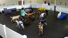 Happy Hound Dog Resorts Dog Daycare