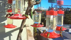Studio City Hummingbird Cam
