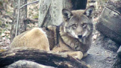 Wolf Conservation Center