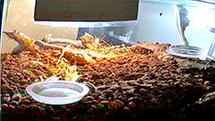Ant Farm 