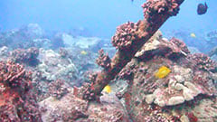 Aqualink | MEGA Lab Coral Cam