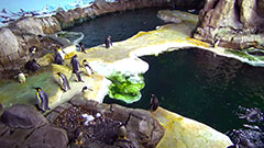 Kansas City Zoo Cams