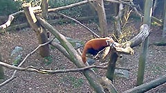 Red Panda Cam