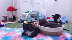 TinyKittens HQ Cam